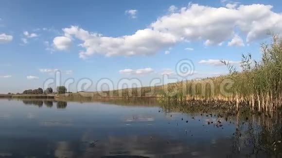 湖上的芦苇视频的预览图