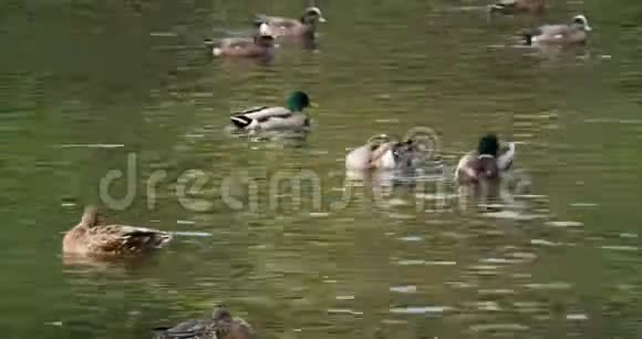 池塘里的鸭子视频的预览图