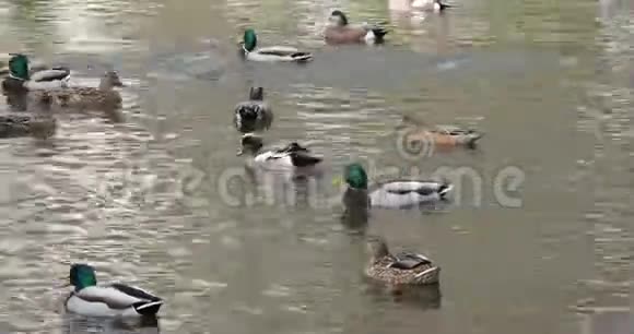 池塘里的鸭子视频的预览图
