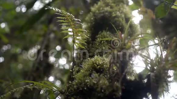 有水滴的苔藓和树枝视频的预览图