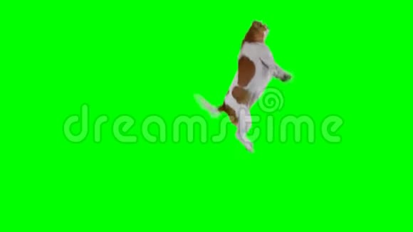 跳狗绿色筛选和阿尔法通道视频的预览图
