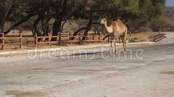 骆驼在路上视频的预览图