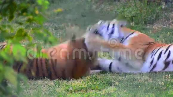 老虎打架游戏视频的预览图