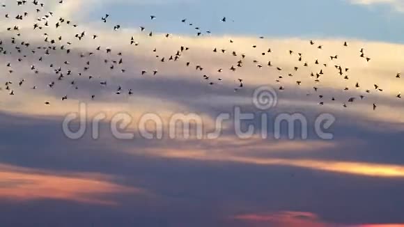 在日落时分飞来的百万只雏鸟视频的预览图