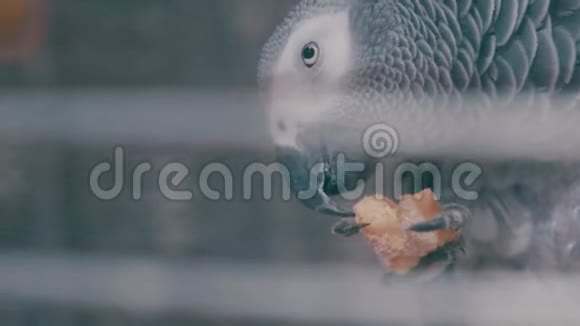 非洲灰鹦鹉视频的预览图