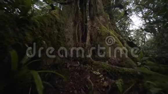 雨林里的大树视频的预览图