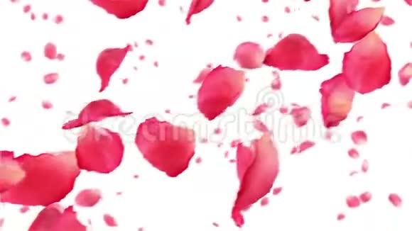 白色的玫瑰花瓣高清1080循环动画视频的预览图