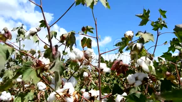 棉花作物准备采摘视频的预览图