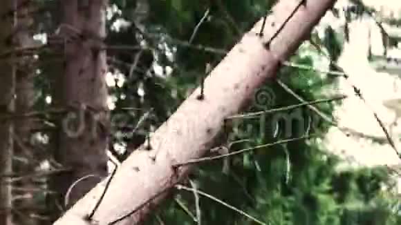 林业工人在森林里砍伐树木视频的预览图