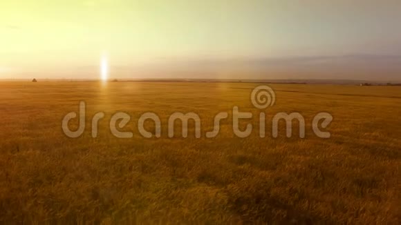 漫长而温暖的黄昏日落全景覆盖小麦黑麦燕麦小米农业收获场视频的预览图
