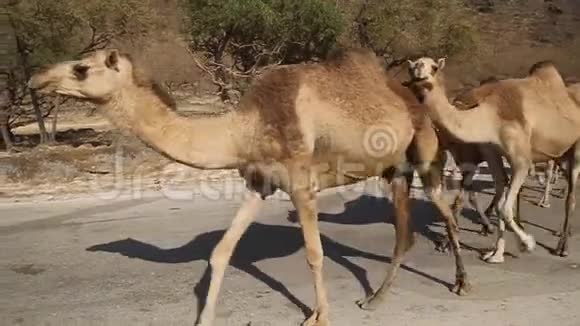 公路上的骆驼视频的预览图