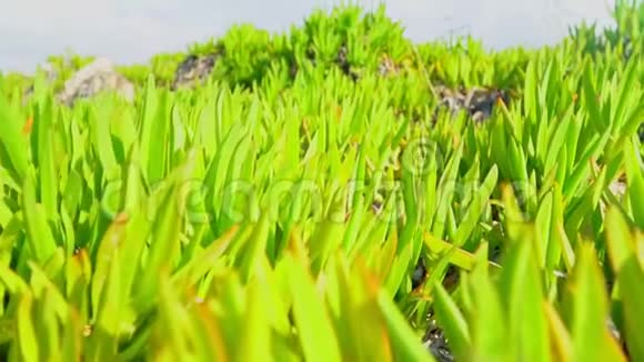海边的植物视频的预览图