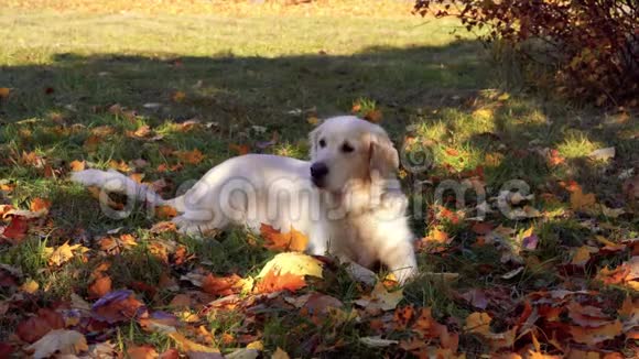 可爱的宠物美丽的金毛猎犬在秋天落叶的树枝上咬着视频的预览图