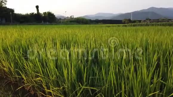 在黄昏的阳光下稻田视频的预览图