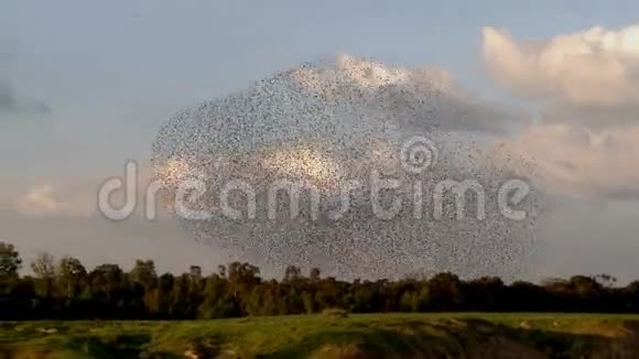 星星一群鸟雏鸟令人惊叹的一击视频的预览图