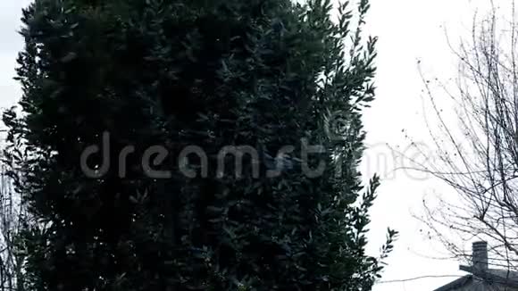 月桂树视频的预览图