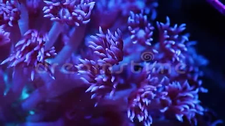 浅蓝色的性腺石珊瑚盘视频的预览图