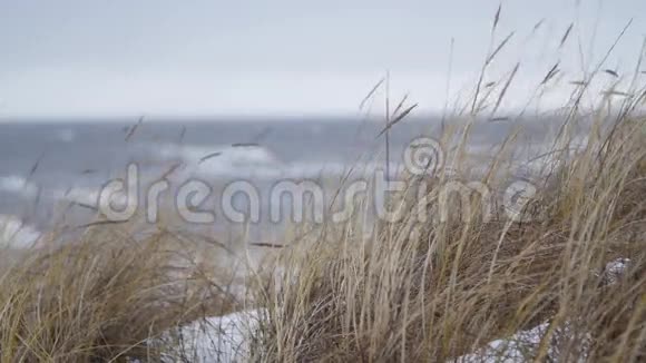 在冬天的暴风雨中薄薄的沙滩草随风飘扬视频的预览图