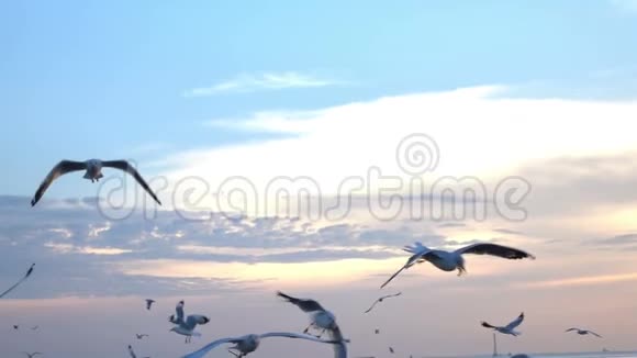 日落时分鸟儿在海上飞翔视频的预览图