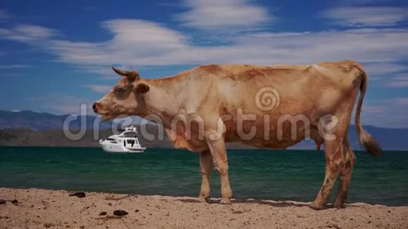 海滩上的牛视频的预览图