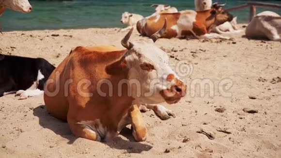 海滩上的牛视频的预览图