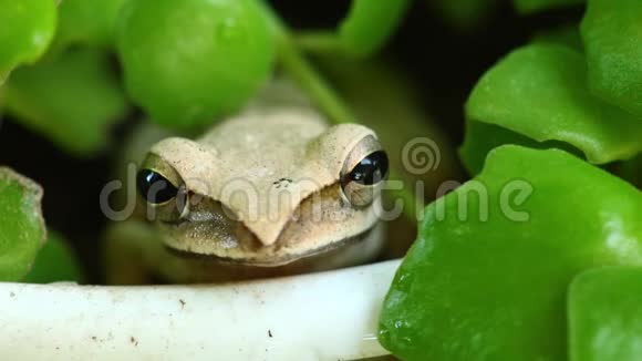 飞树蛙在一个花盆里合上可爱视频的预览图