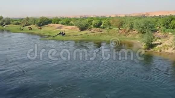 非洲农村一条河的田野和水牛牲畜视频的预览图
