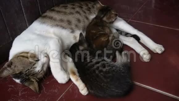 小猫和妈妈睡在地板上视频的预览图