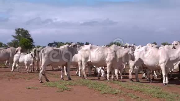 澳大利亚内陆的一个农场上放牧的牛群视频的预览图