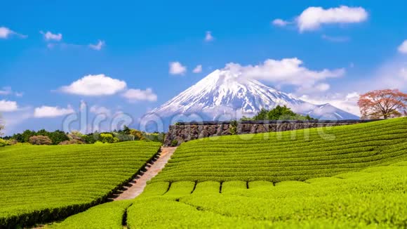 山富士和茶场视频的预览图