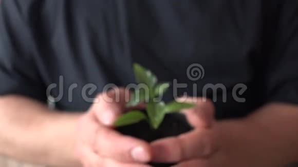 人手捧绿色小植物新生活理念4K超高清超高清视频的预览图