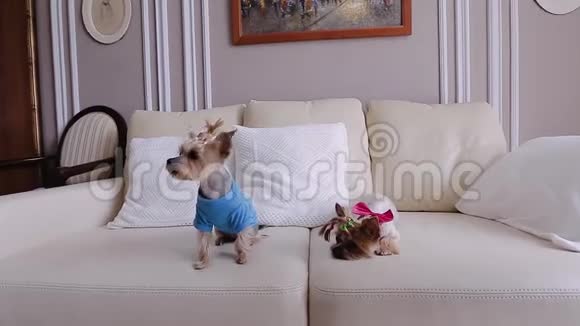 两只漂亮的小狗穿着凉爽的衣服他们坐在沙发上看着摄像机视频的预览图