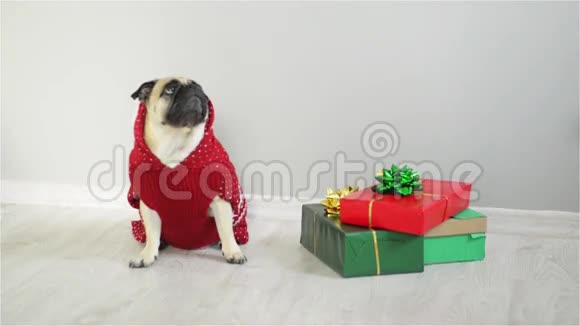 一只穿着驯鹿制服的狗狗穿着一件红白相间的毛衣坐在礼物旁边圣诞快乐视频的预览图