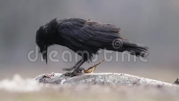 匈牙利森林里的乌鸦视频的预览图