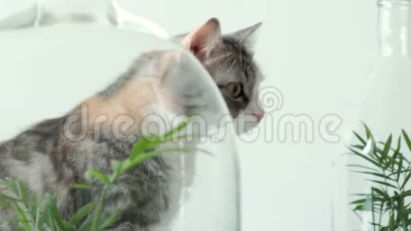 一只宠物猫用玻璃罐在被子下面嗅绿色植物视频的预览图