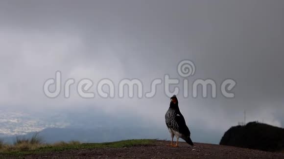 厄瓜多尔的一只鸟视频的预览图
