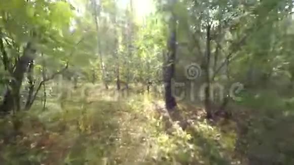 在树林里散步视频的预览图