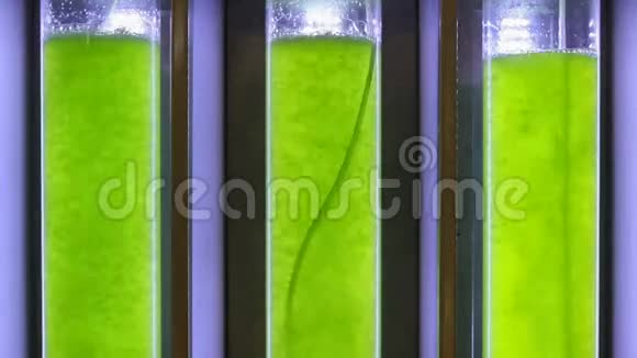 无缝环藻类燃料生物燃料工业实验室中的光生物反应器视频的预览图