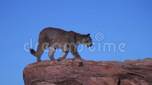 一只年轻的美洲狮从一块巨石上跳到另一块巨石上视频的预览图