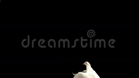 白鸽飞过黑色背景视频的预览图