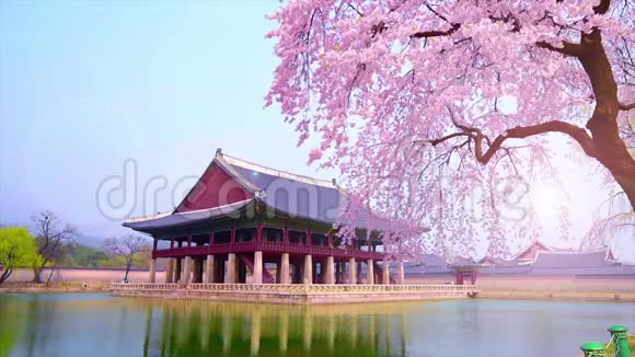 韩国首尔庆邦宫春季樱花视频的预览图