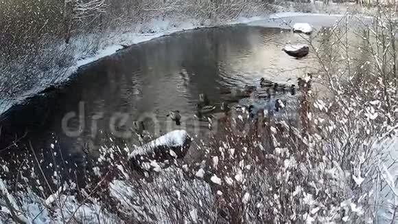 冬天的鸭子视频的预览图