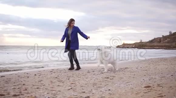 迷人的年轻女人玩和抚摸她的狗的萨莫伊德品种跑在海边海滩上的白色毛茸茸的宠物视频的预览图