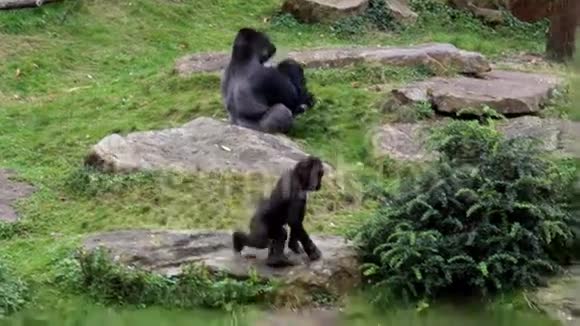 年轻的打胸大猩猩视频的预览图