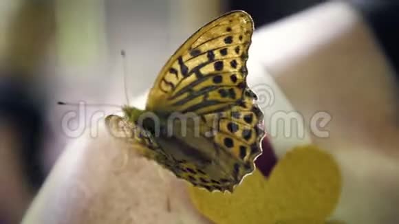 蝴蝶坐在一个女人肩膀上挥舞着翅膀视频的预览图
