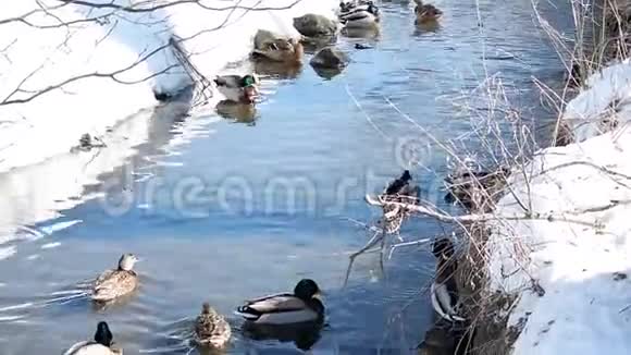 冬天鸭子视频的预览图