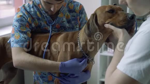 英俊的兽医用听诊器倾听狗的心脏视频的预览图