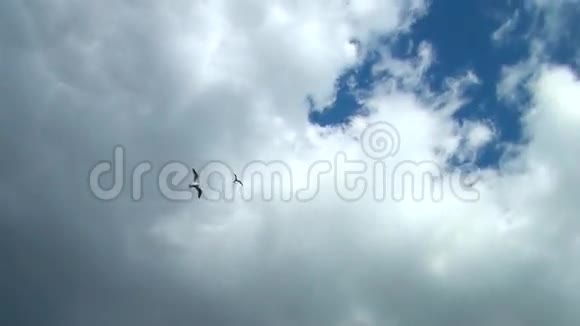 海鸥在云中飞翔天鸟海鸥飞翔的鸟视频的预览图