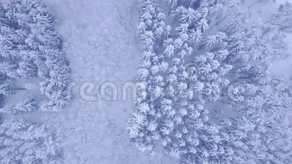 美丽的蓝冬青松落叶乔木雪林鸟瞰视频自上而下相机放大4KUHD视频的预览图
