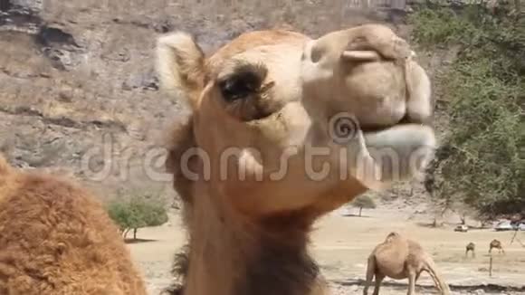 骆驼的细节视频的预览图
